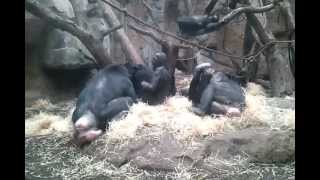 Bonobos im Frankfurter Zoo [upl. by Nitnert894]