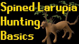 Basic Spined Larupia Hunting Guide 2020 OSRS [upl. by Isnan]