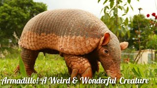 Weird amp Amazing Animal The Armadillo The Unusual Mammal with a Natures Tank [upl. by Umeh]