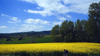 Record de pèlerins à SaintJacquesdeCompostelle [upl. by Jefferson356]