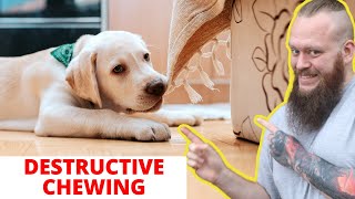 How To Stop Destructive Chewing In Dogs And Puppies [upl. by Onivla]