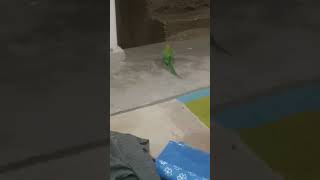 Laiter chor Muthu parrotmedia funny birds parrot viralvideo video jumamubarak parrots [upl. by Kano]