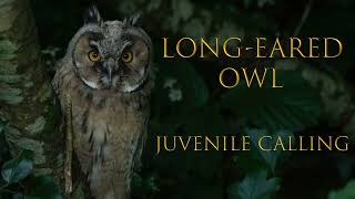 Longeared Owl Juvenile calling 2023 [upl. by Kailey]