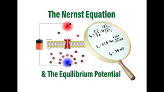 The Nernst Equation and Equilibrium Potentials in Physiology [upl. by Novihc]