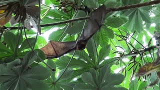 ► Une chauvesouris qui a une envie pressante au Zoo de Vincennes Parc Zoologique de Paris [upl. by Ahsilat979]