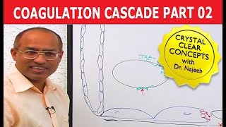 Coagulation Cascade  Part 212 [upl. by Rosalinda]