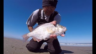 Surf Fishing the Oregon coast  how to setup a rig and catch big surf perch [upl. by Alyse]