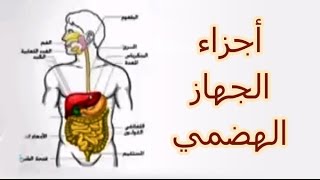 مكونات الجهاز الهضمي للانسان [upl. by Nyad]