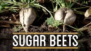 Sugar Beets  How to Make Everything Thanksgiving Dinner 25 [upl. by Quartus721]