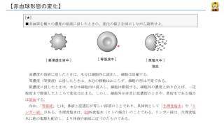 赤血球形態の変化 【高校生物】 [upl. by Eciral]