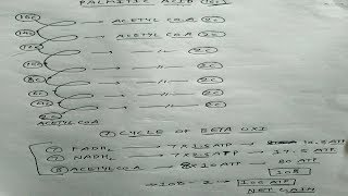 Beta Oxidation of Fatty Acid  Part 2  Energetics  Biochemistry [upl. by Suneya885]