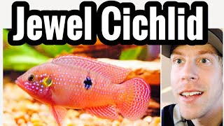 Jewel Cichlid Tank Care  Species Profile [upl. by Descombes]