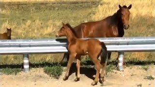 Baby Horse Stranded On Highway Gets Rescued [upl. by Alyak593]