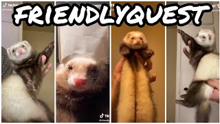 Ferret Dancing  TikTok Compilation 4 from friendlyquest [upl. by Frederik]