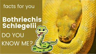 Bothriechis schlegelii facts 🐍 eyelash viper facts 🐍 native to Central and South America [upl. by Jacobo434]