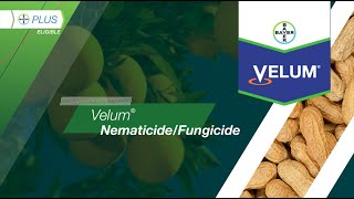 Velum® NematicideFungicide [upl. by Crysta]