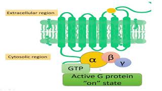 Structure and function of receptors1 [upl. by Inglis969]