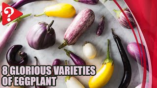 A Visual Guide to 8 Glorious Varieties of Eggplant [upl. by Eisdnil957]