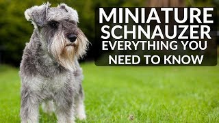 MINIATURE SCHNAUZER 101  Everything You Need To Know About Owning A Schnauzer Puppy [upl. by Hopfinger]