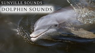 10 Hours of Dolphin Sounds  Animal Sounds with Peter Baeten [upl. by Ahsam279]