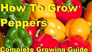 How To Grow Peppers  Complete Growing Guide [upl. by Airal]