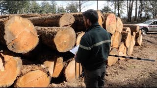 Le technicien forestier garant de la régénération de la forêt [upl. by Romona494]