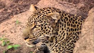 Revealing the Leopard  Nature Documentary HD [upl. by Adnoved565]