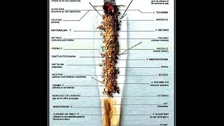 Composición del tabaco T31 [upl. by Naitsyrk]