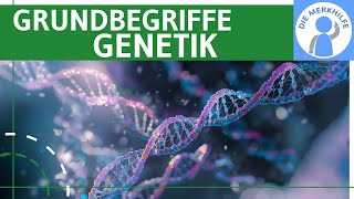 Grundbegriffe der Genetik  Gene DNA Proteinbiosynthese Zellteilung Reifeteilung amp Chromosomen [upl. by Garling]