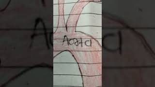 branches of arch of aorta anatomy [upl. by Elletsyrk]