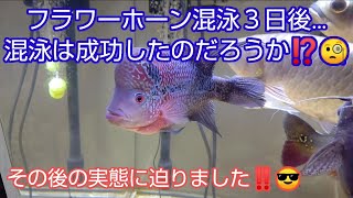 フラワーホーン混泳３日後…混泳は成功したのだろうか⁉️🧐その後の実態に迫りました‼️😎 [upl. by Hahnert682]