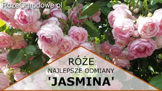 Róża pnąca JASMINA® [upl. by Stubbs]