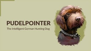 Pudelpointer The Intelligent German Hunting Dog [upl. by Nolubez]