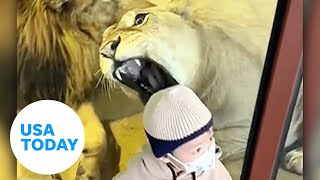 Lioness at zoo tries to snack on baby through glass barrier  USA TODAY [upl. by Aniraz]