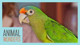 Parrot Care Basics  Compilation [upl. by Davon]