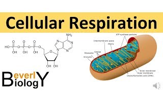 Cellular Respiration in detail [upl. by Doi]