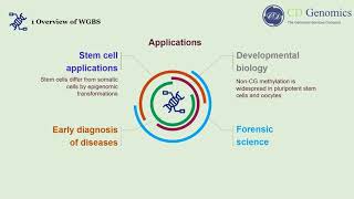 Principle and Workflow of Whole Genome Bisulfite Sequencing [upl. by Rusert]