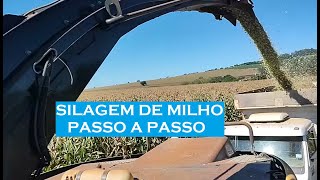 🌽SILAGEM DE MILHO 2024 COMO FAZER UMA SILAGEM DE QUALIDADE PARA SEUS ANIMAIS🌽 [upl. by Niccolo975]