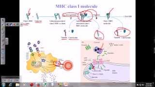 MHC class i [upl. by Bathesda]