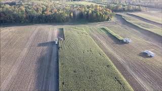 2017 Mycogen BMR Corn [upl. by Moffat]