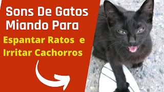 Sons De Gato Miando  Para Espantar Rato e Irritar Cachorros [upl. by Imehon]