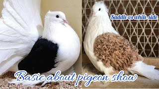 Basis about pigeon show [upl. by Enelehcim316]