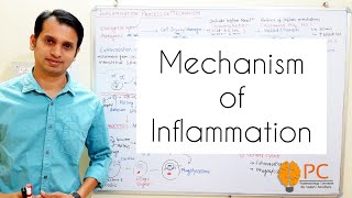 Inflammation Part 2 Mechanism of inflammation  Vascular and Cellular Events of Inflammation [upl. by Kcinimod]