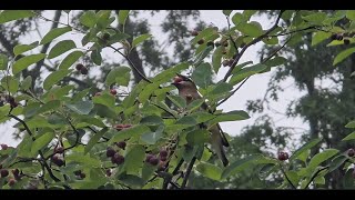 Cedar waxwing bird eating service berry [upl. by Eilyw]