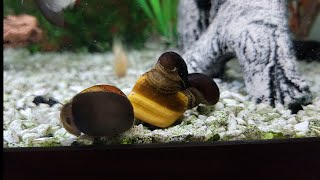 Nerite Snail Timelapse  PPB Aquatics [upl. by Noreht]