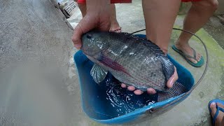 Backyard Tilapia Pond Breeding Setup [upl. by Rexanna]