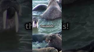 Walruses 5 Facts You Should Know 🤯 animals love nature [upl. by Manville]