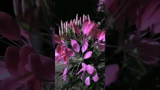 Cleome Pink [upl. by Janela]