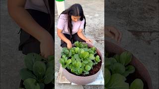 Growing winter vegetables vegetables winter youtubeshorts [upl. by Airoled]