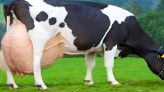 150 Kg Holstein Friesian Cow  Highest Milking Dairy Cow Breed  Full Documentary By AJ Cattle info [upl. by Ellehcil180]